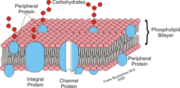 Cell Membrane What types of molecules can pass through the cell