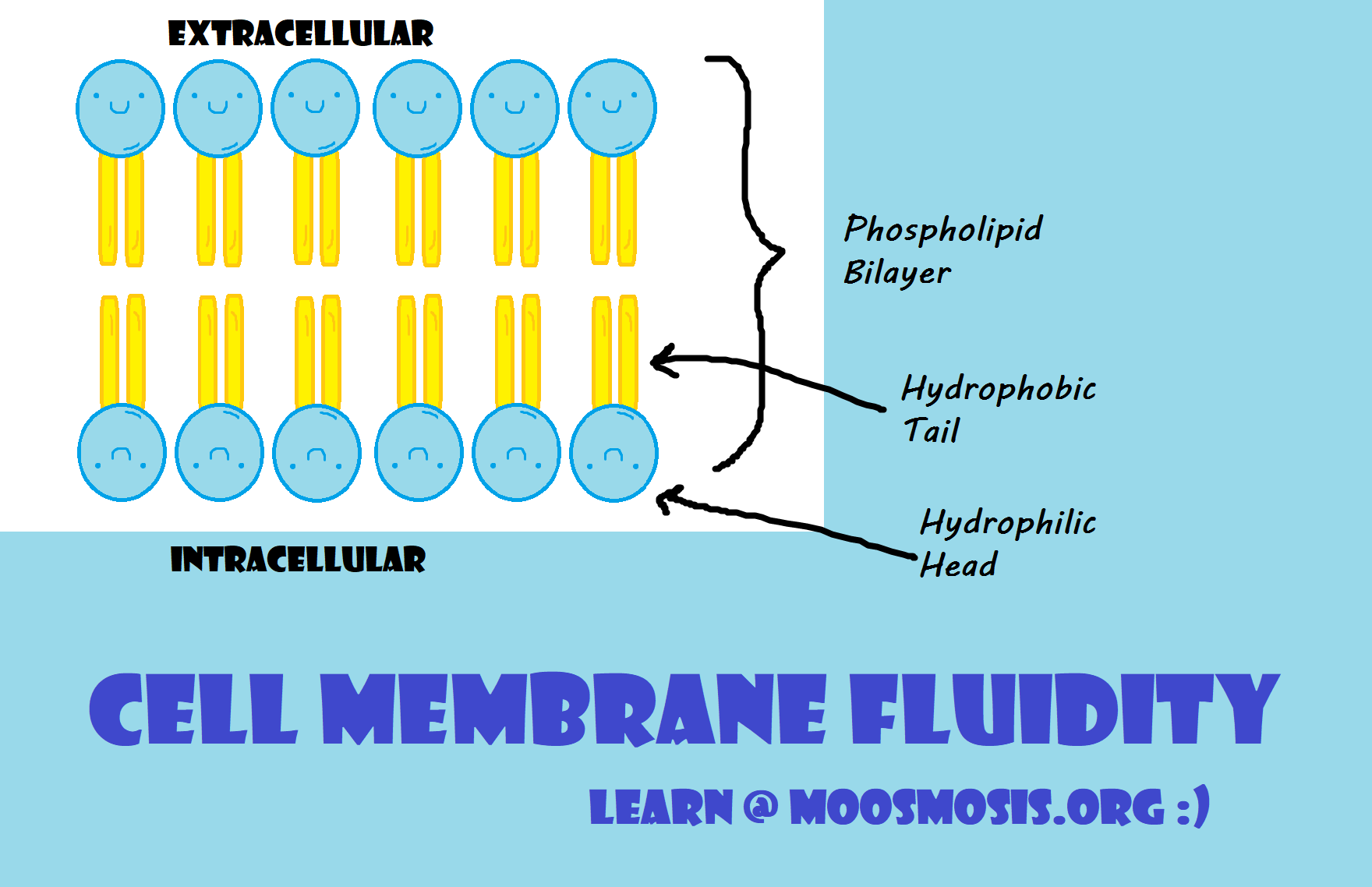 Cell Membrane Fluidity - factors that affect cell membrane
