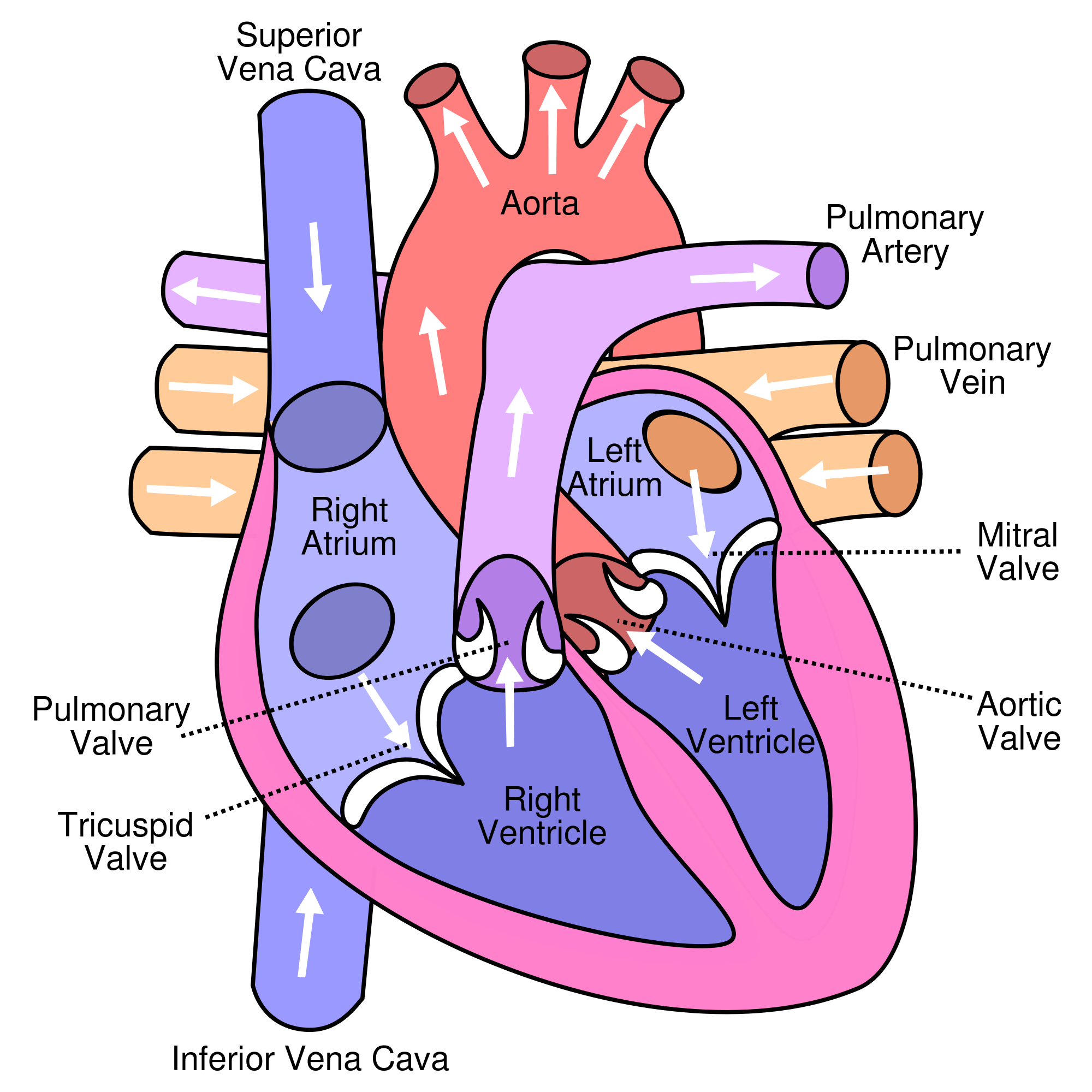 2000px-diagram_of_the_human_heart_cropped-svg