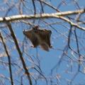 flying_squirrel_in_a_tree