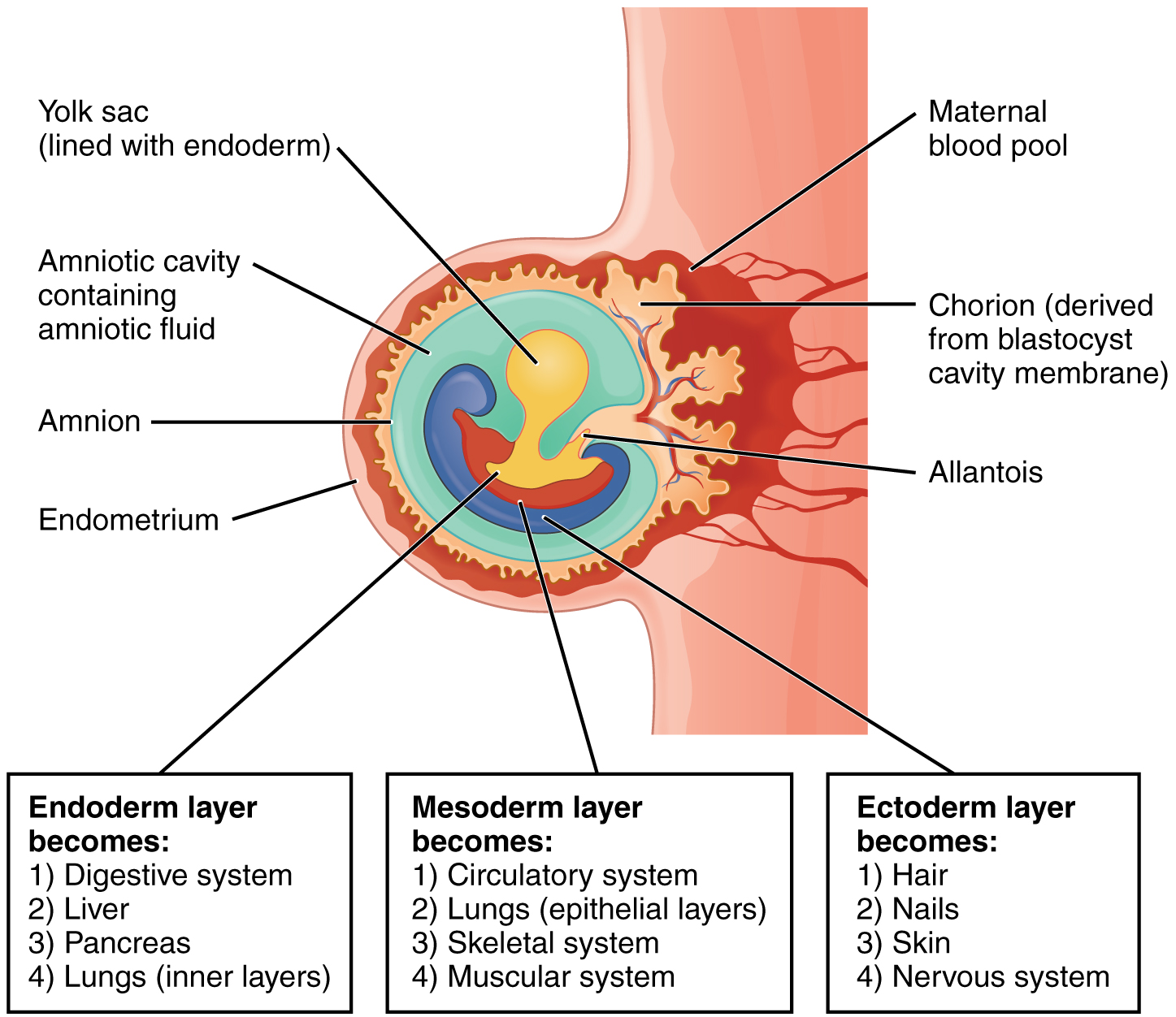 Endoderm vs Mesoderm vs Ectoderm