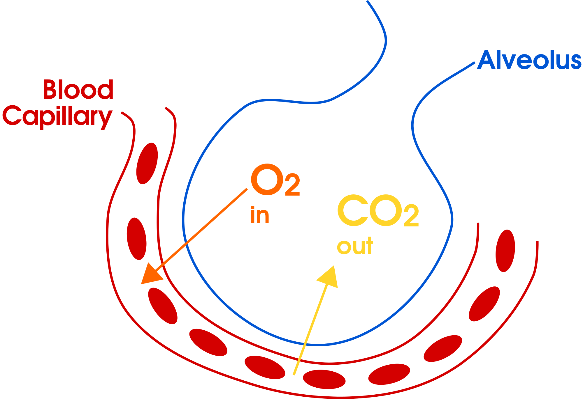 Respiratory System :Gas Exchange of Oxygen and Carbon Dioxide in Alveolus