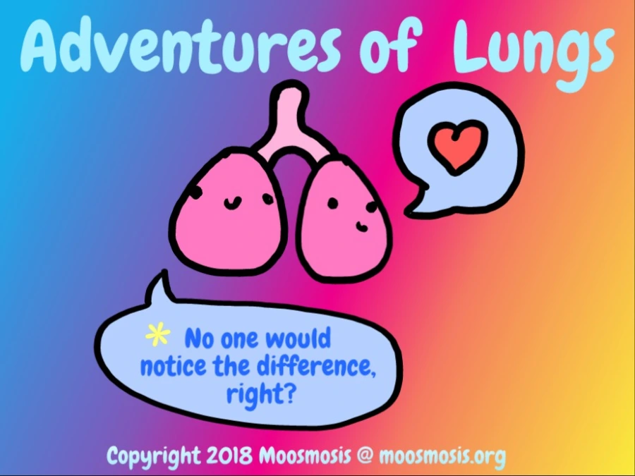 Anatomy: Differences between the Left Lung and the Right Lung