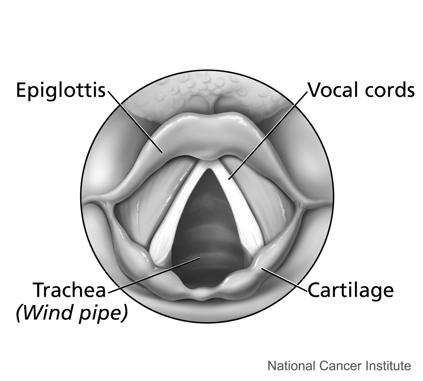 Larynx, Vocal Cords, Epiglottis, Trachea, Cartilage