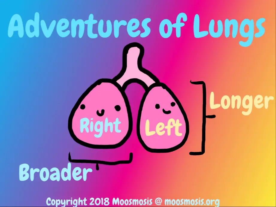 Moosmosis Adventures of Lungs_ Left vs Right Lung