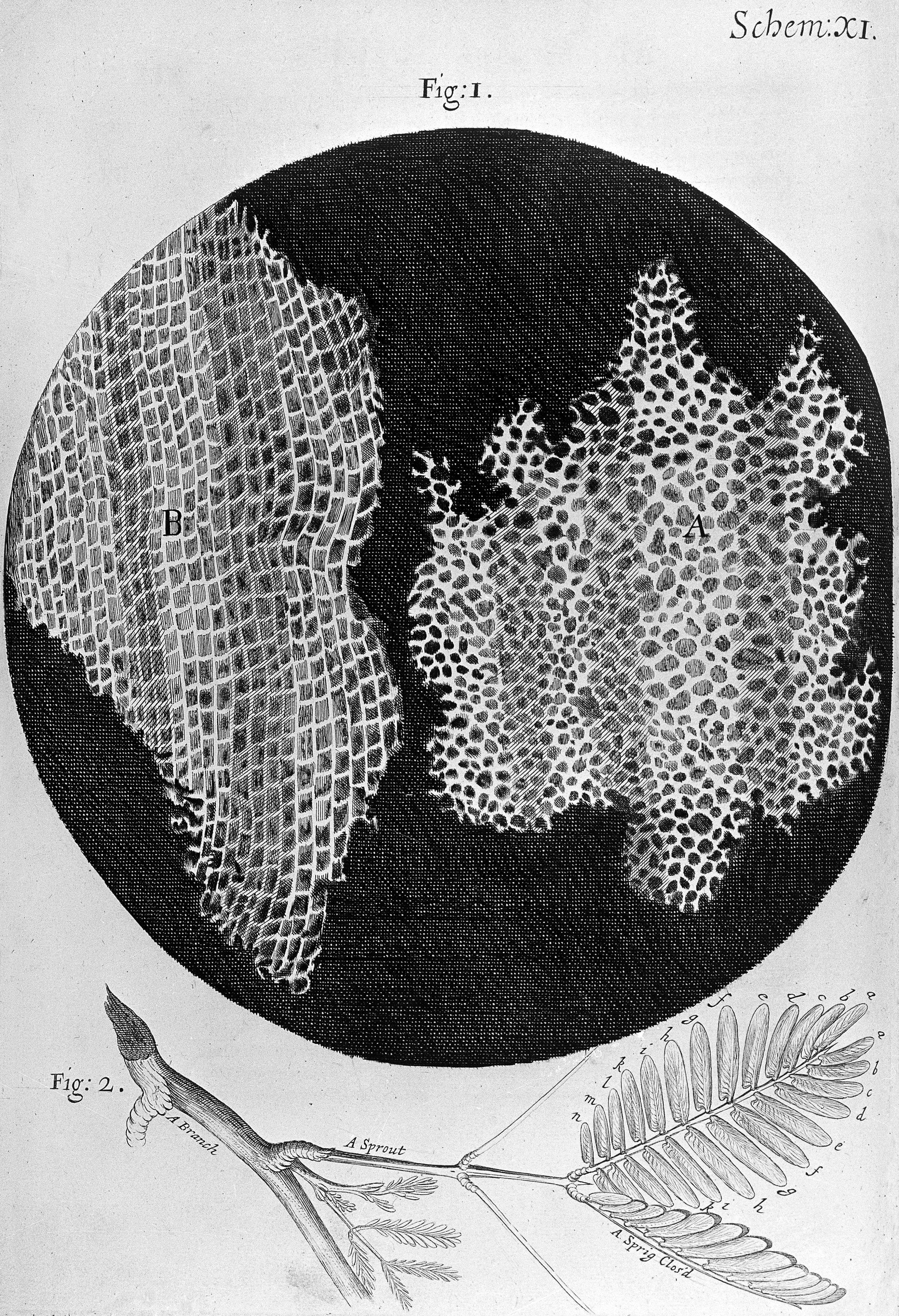 Robert Hooke, Micrographia, Cork Cell