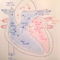 Deoxygenated Blood and Oxygenated Blood Flow Through the Heart – Copyright Moosmosis.org