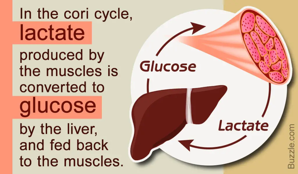 Infographic on Cori Cycle; Biochemistry USMLE 