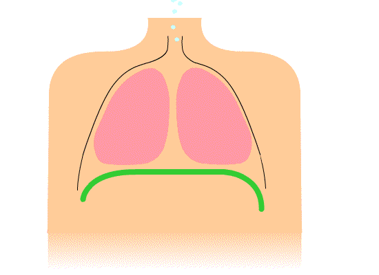 Diaphragm Breathing: Respiratory System Lungs Breathing Animation