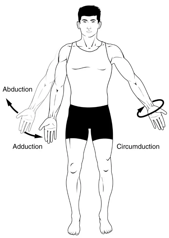 Diagram of Arm abduction, arm adduction, and arm circumduction. Notice the arm movement of the upper limb/shoulder for arm aBduction.