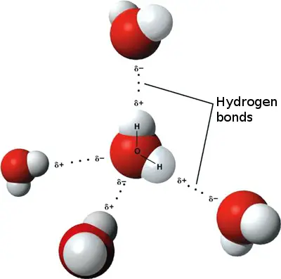 3D_model_hydrogen_bonds_in_water