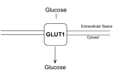 Diagram of Glucose transported into red blood cells by GLUT-1 glucose transporter S