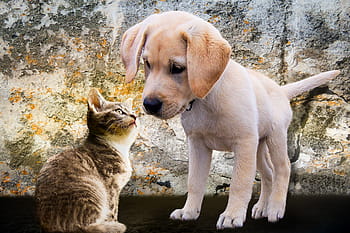 This image has an empty alt attribute; its file name is animals-dog-cat-puppy-royalty-free-thumbnail.jpg