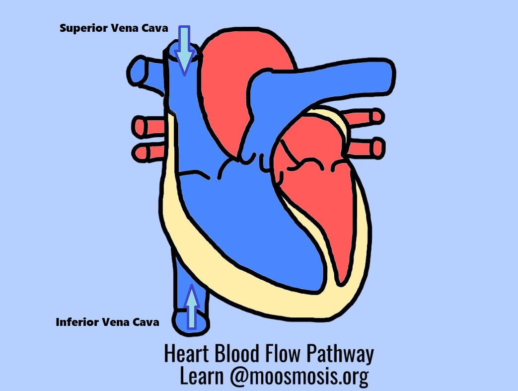 Heart blood flow pathway GIF Animation 14 Easy steps- Learn free @moosmosis.org at Moosmosis Organization